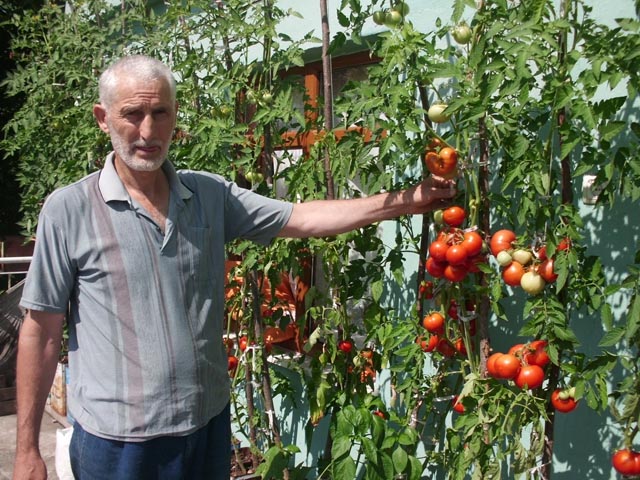 Patlıcana benzeyen domates ilgi çekiyor