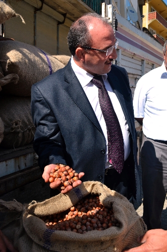 PİYASAYA SÜRÜLEN ORGANİK FINDIK 4.4 TLDEN SATILIYOR..