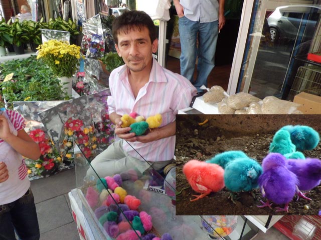 RENGARENK CİVCİVLER...