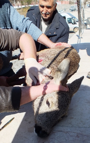 SALDIRIYA UĞRAYAN YAVRU CEYLAN TEDAVİ EDİLDİ..