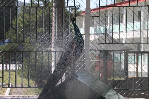 SICAKTAN BUNALAN HAYVANLAR SU VE DONDURMA İLE SERİNLİYOR..