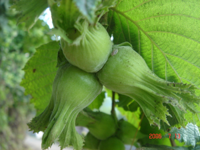 Strese girdi, Psikoloğa ihtiyacı var!