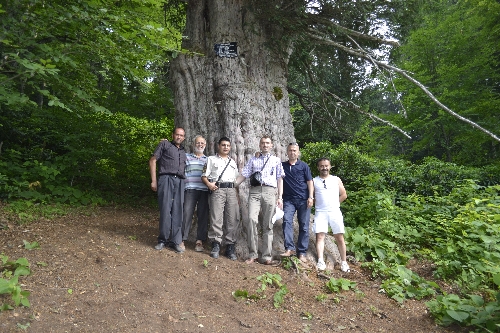 TÜRKİYENİN EN YAŞLI AĞAÇLARINA ZİYARETÇİ AKINI..