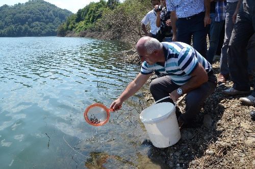 ULUTAN BARAJINA 100 BİN ADET ABANT GÖL ALASI ALABALIK SALINDI..