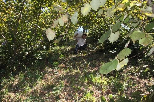 ÜRETİCİ ÜRÜNÜNÜ KENDİ TOPLUYOR..