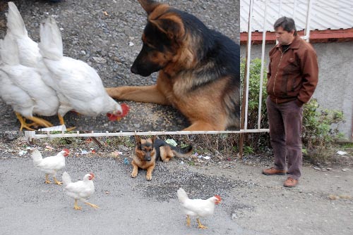 VAR MI BU TAVUKLARA YAN BAKAN?