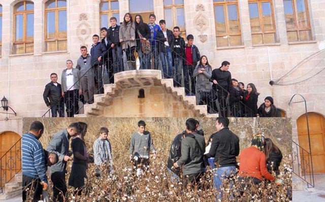 ZONGULDAKLI GENÇLER URFADA PAMUK TOPLADI...