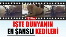 Video Görseli